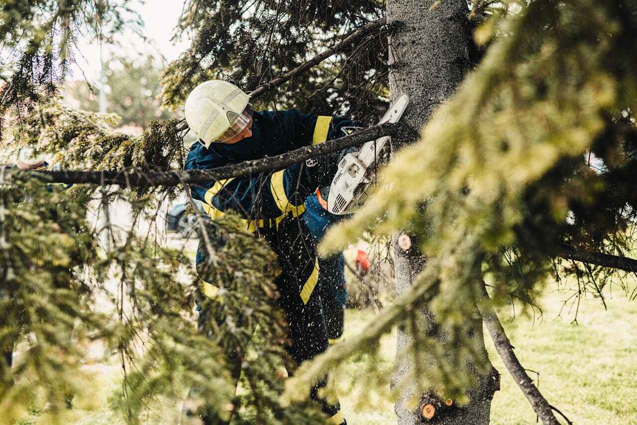 Best Tree Removal Near Me  in Dove Valley, CO